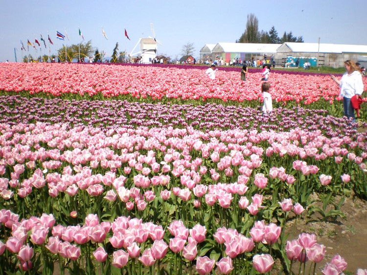 ͼ Skagit Valley 