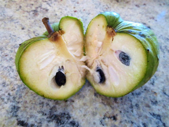 ȥʳƼ