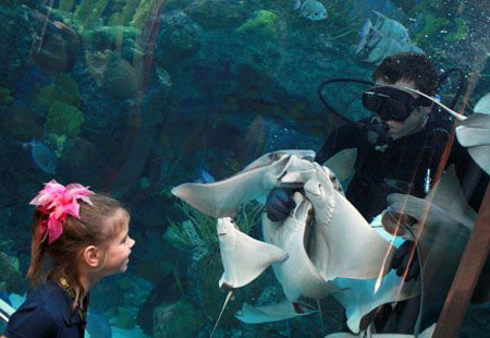 去美国旅游七大梦幻水族馆推荐
