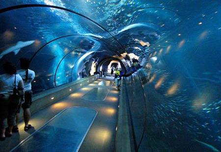 去美国旅游七大梦幻水族馆推荐