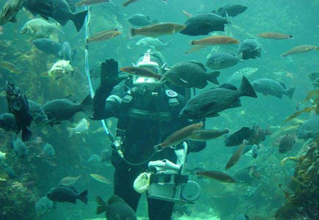 去美国旅游七大梦幻水族馆推荐