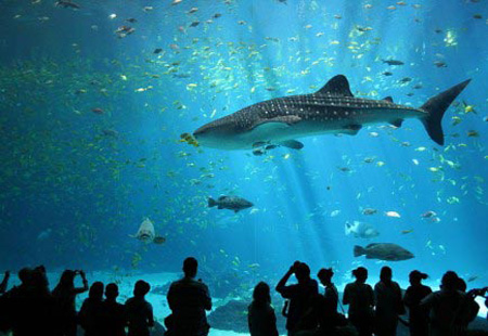 去美国旅游七大梦幻水族馆推荐