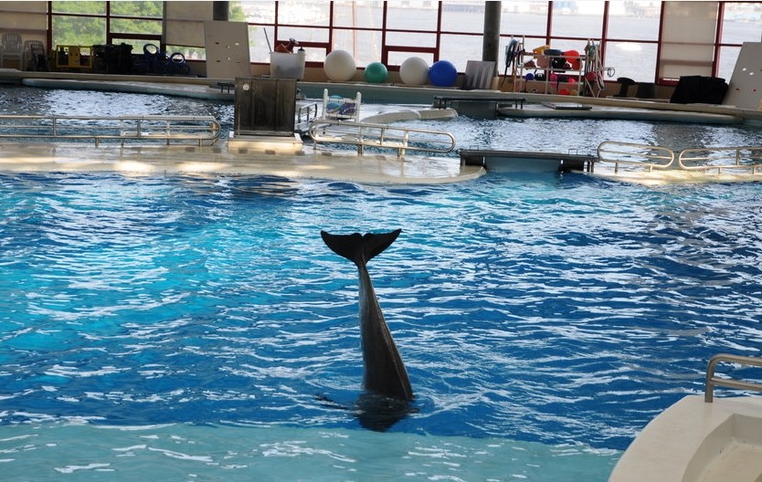 去美国旅游七大梦幻水族馆推荐